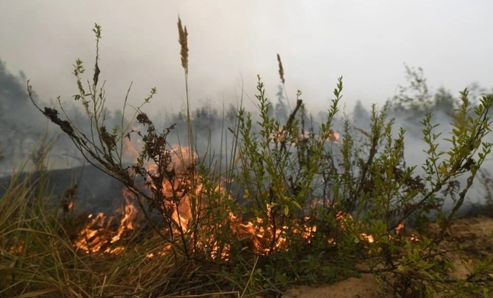 На ТОТ Луганщини сталося понад 40 пожеж, вигоріло майже 80 га земель