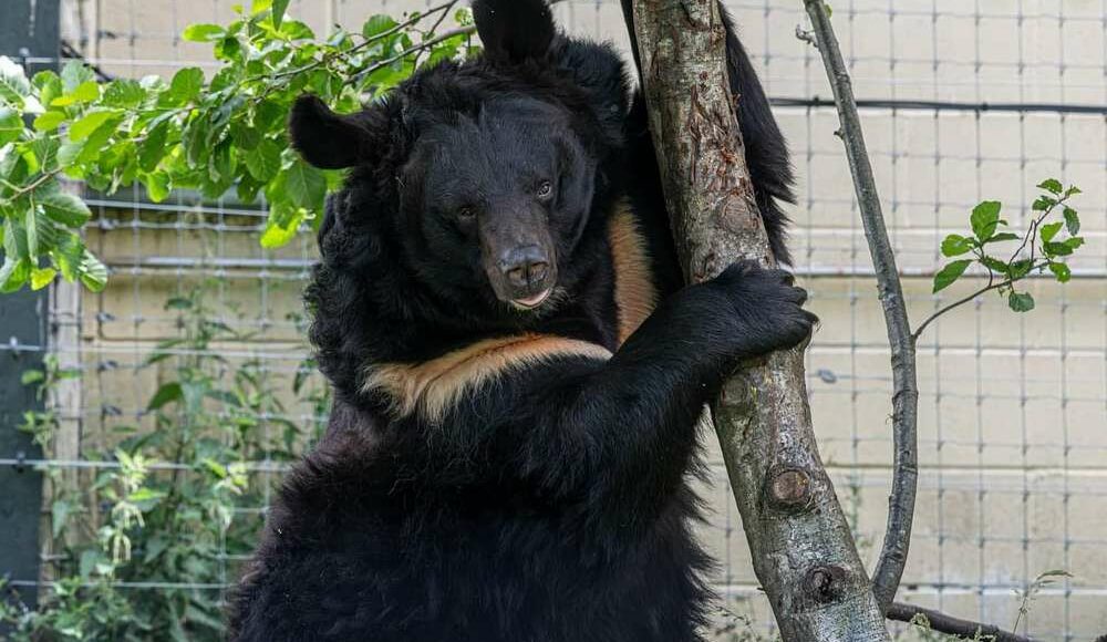 У шотландському зоопарку помер евакуйований із Донеччини ведмідь Ямпіль