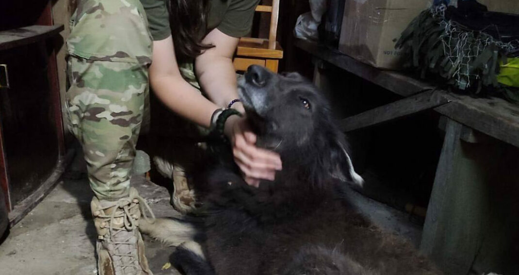 UAnimals продовжують евакуйовувати тварин з прифронтових територій