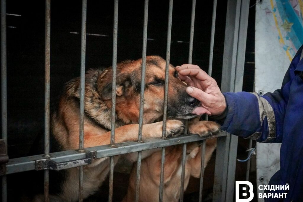тварини з Донеччини