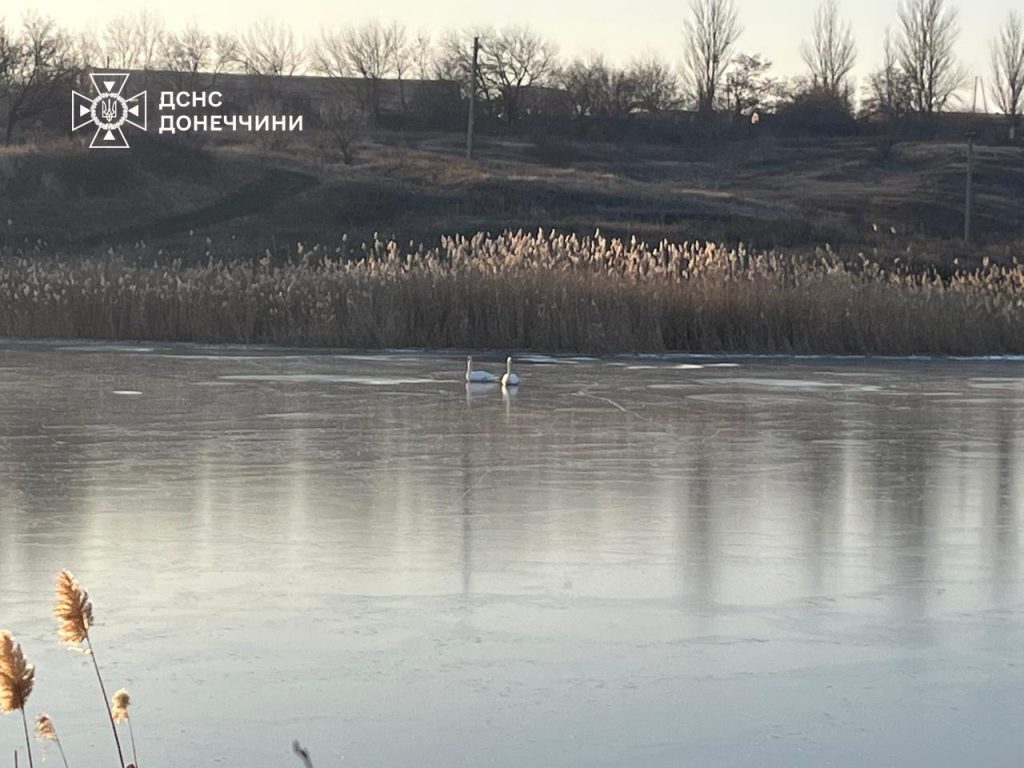 На Донеччині надзвичайники визволили лебедів із крижаної пастки на Краматорщині