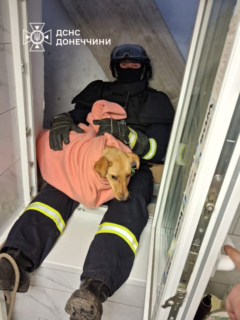 Рятувальники допомогли собаці вибратися з підвалу у Дружківці