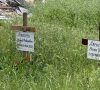 В оккупированном Мариуполе по меньшей мере 22 места захоронений: до полномасштабного вторжения россиян работало только 3 кладбища