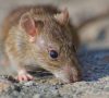 В оккупированном Седово на Донетчине уличные крысы нападают на детей, — ЦНС